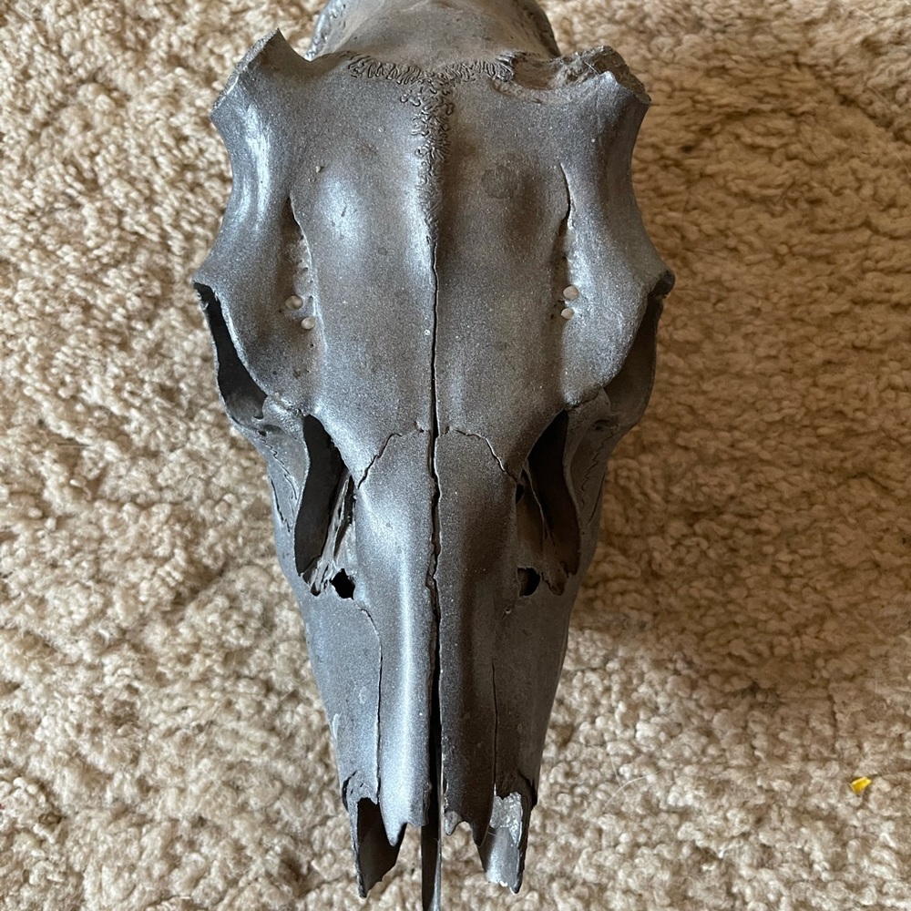 Skull decor